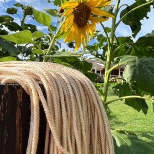 Seeds to Rainbow - Start your Dye Garden